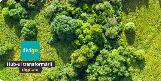 Forest canopy with Divigo digital transformation hub branding